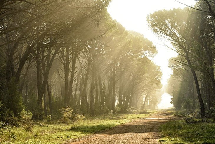 Zadar Forest Park