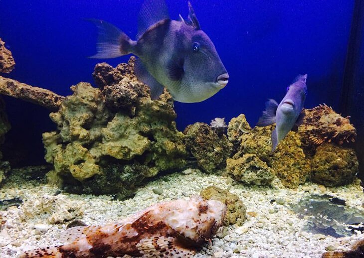 Aquarium Terrarium in Šibenik