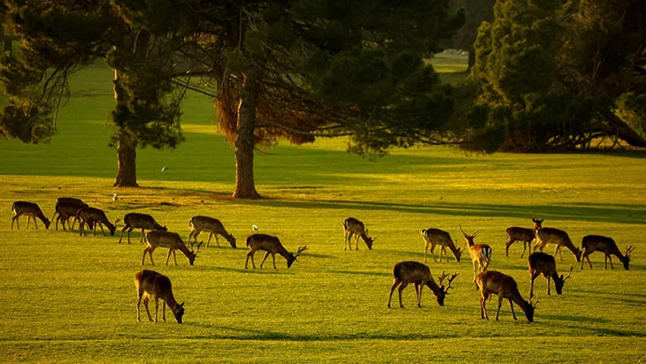 Animals In National Park Brijuni