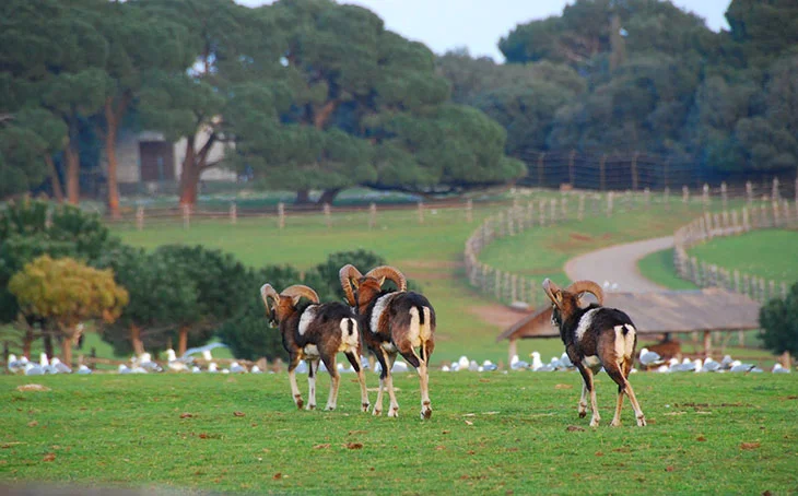 Animals In Brijuni Croatia