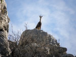 Wild Life in Paklenica Croatia