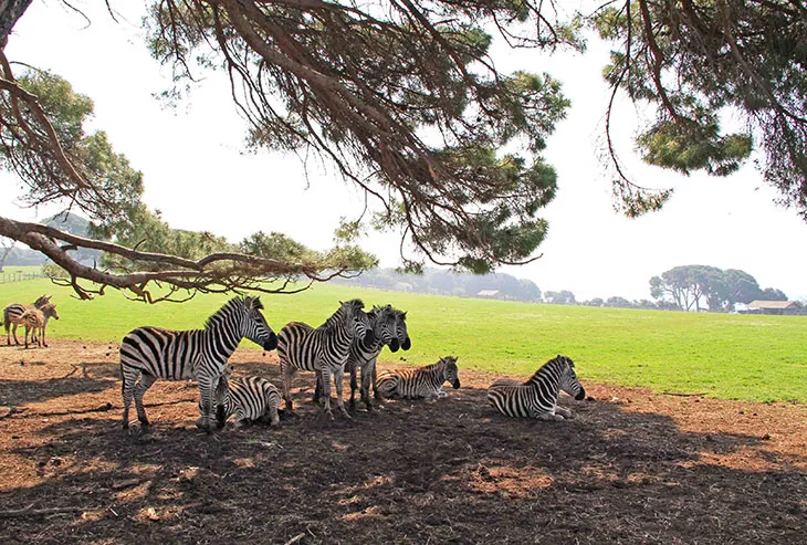 Safari Park Brijuni