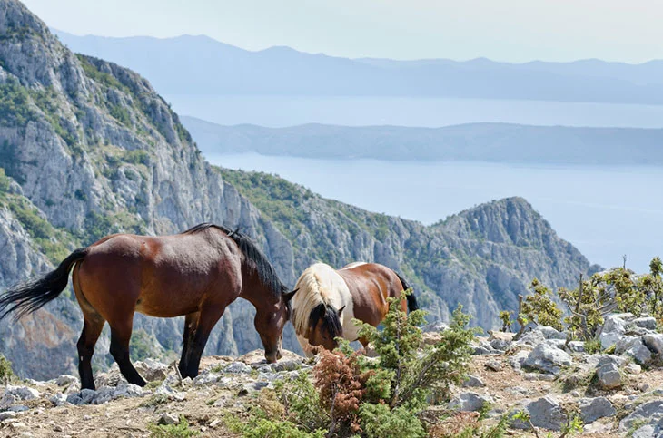 Horses in nature park Biokovo